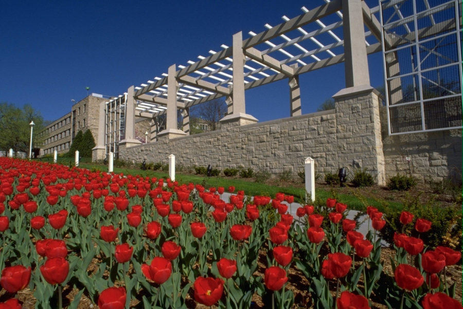 Tulips are blooming again on campus, but whats the story behind them?